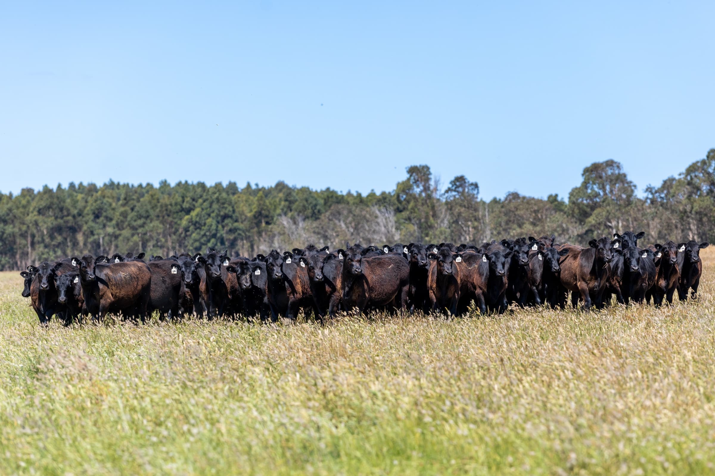 Hallmark Genetics Angus cattle