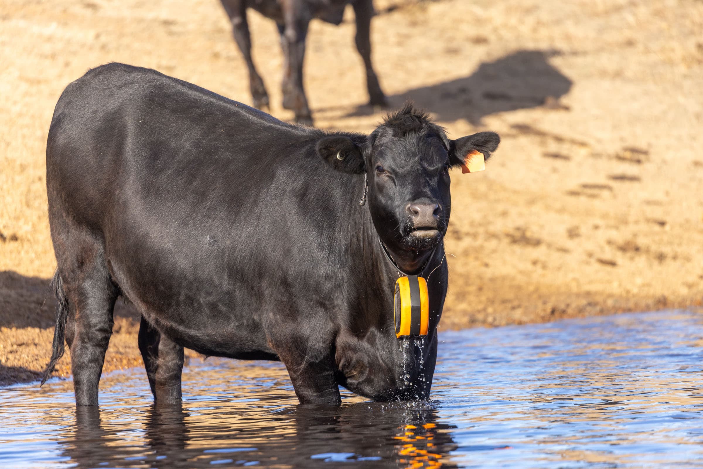 Angus cattle selected by Hallmark Genetics