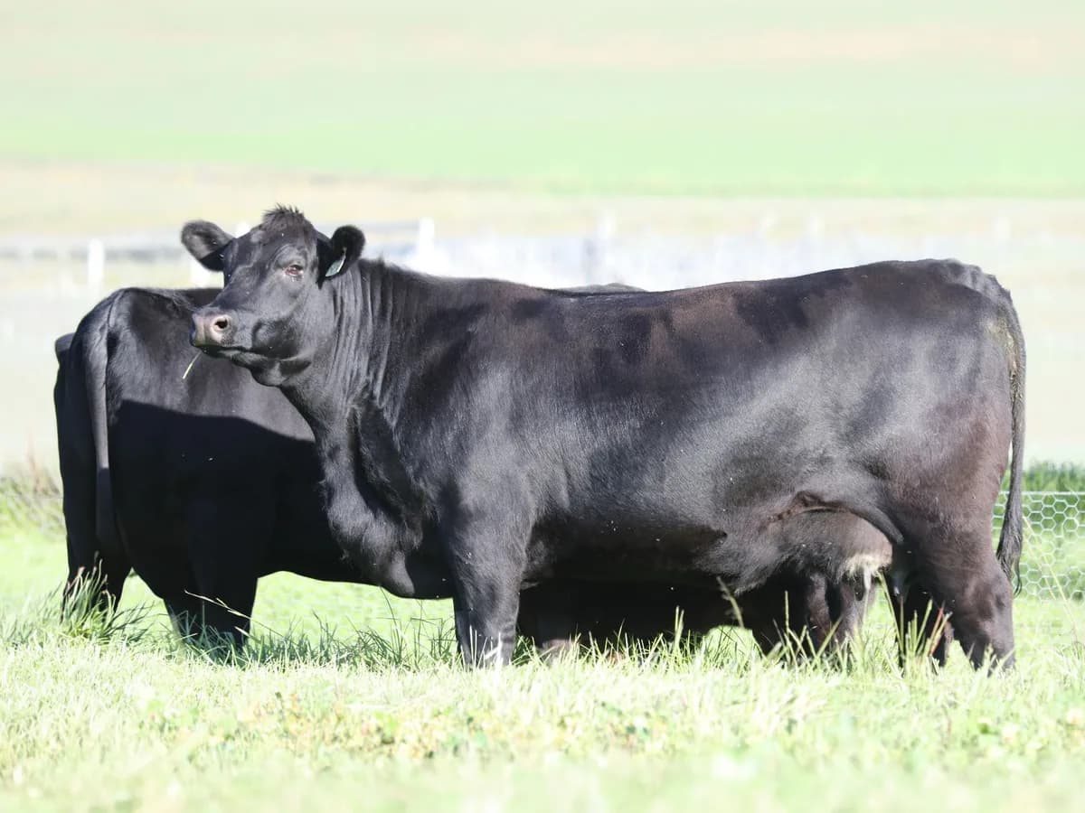 Millah Murrah Flower N30 as a 3-year-old