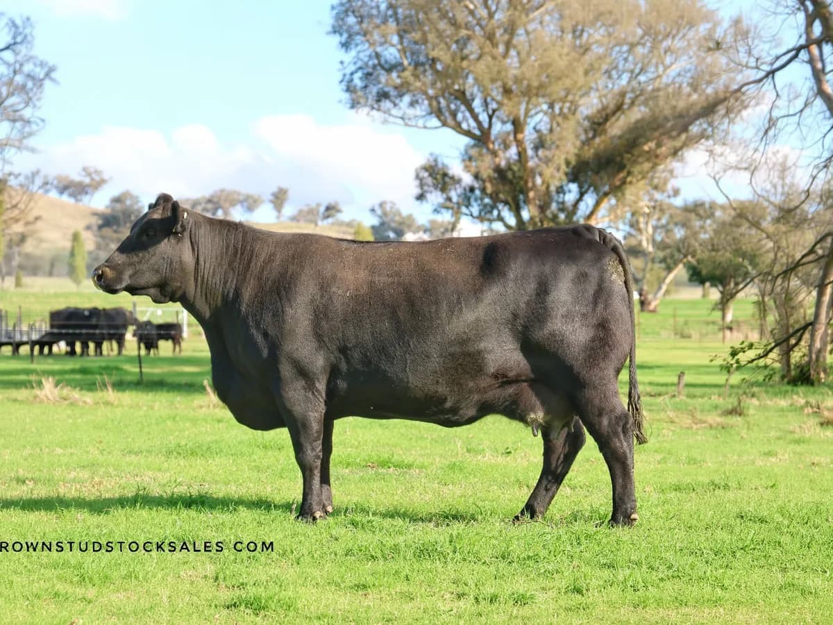 Millah Murrah Flower N30 as a 6-year-old