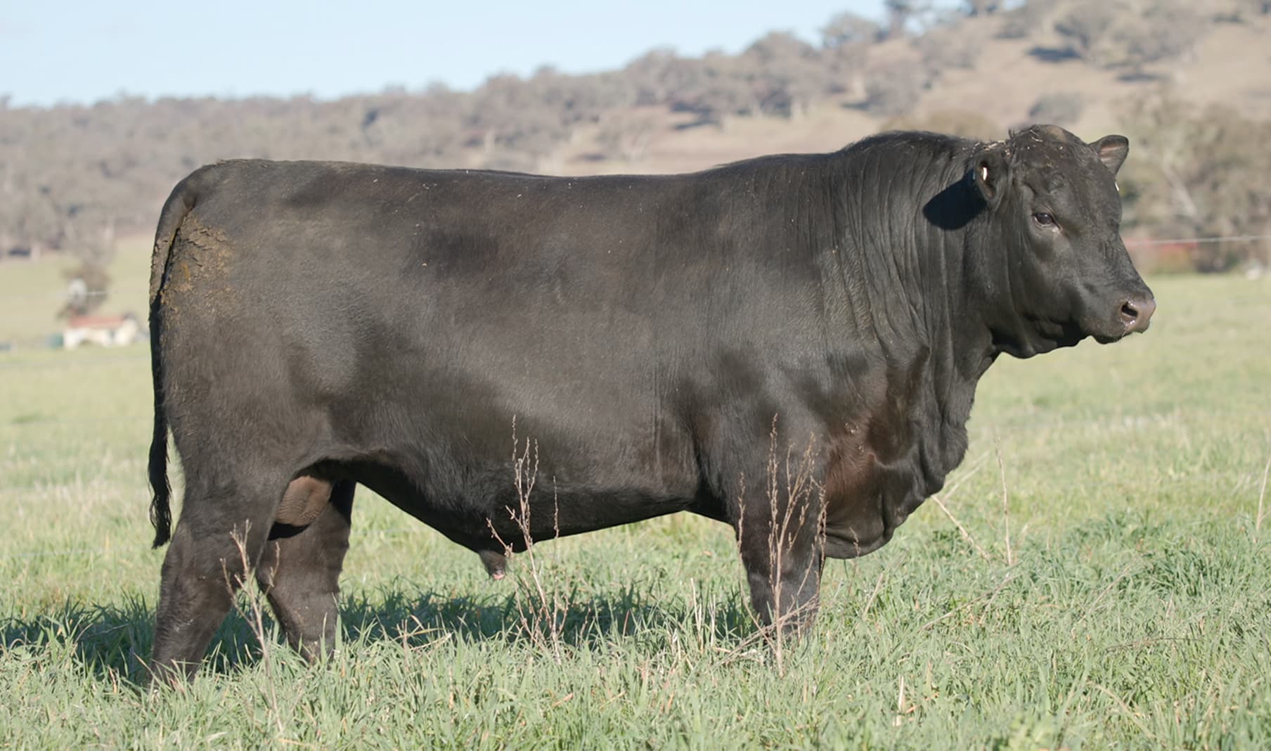 MILLAH MURRAH TECTONIC T69
