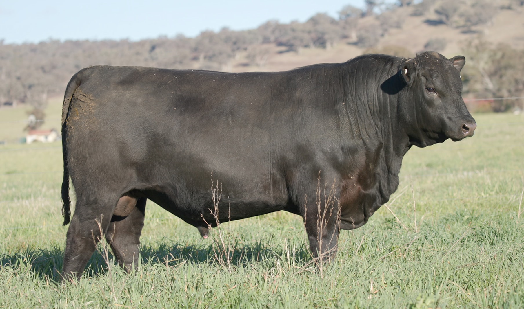 MILLAH MURRAH TECTONIC T69